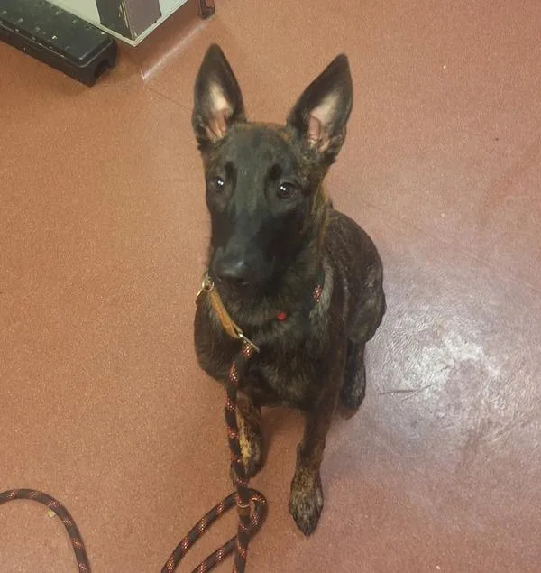 A young large-sized female Belgian Shepherd / Malinois dog named Mochi for adoption in Oakland, CA