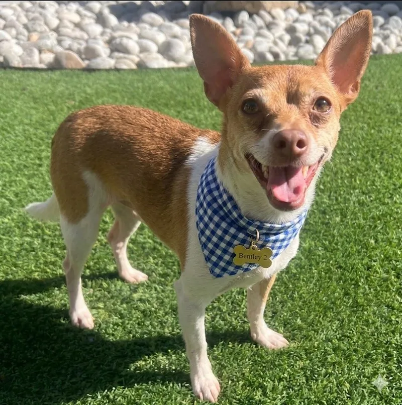 A young small-sized male Chihuahua dog named Bentley for adoption in Dallas, TX