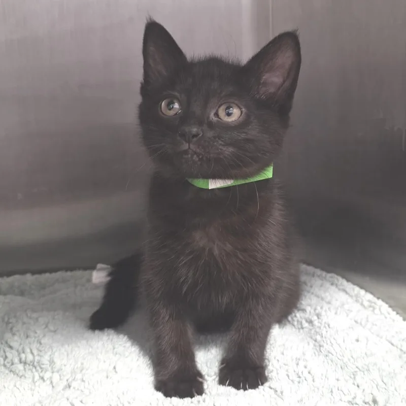 A baby small-sized female Black Domestic Short Hair cat named Bagheera for adoption in Fort Wayne, IN