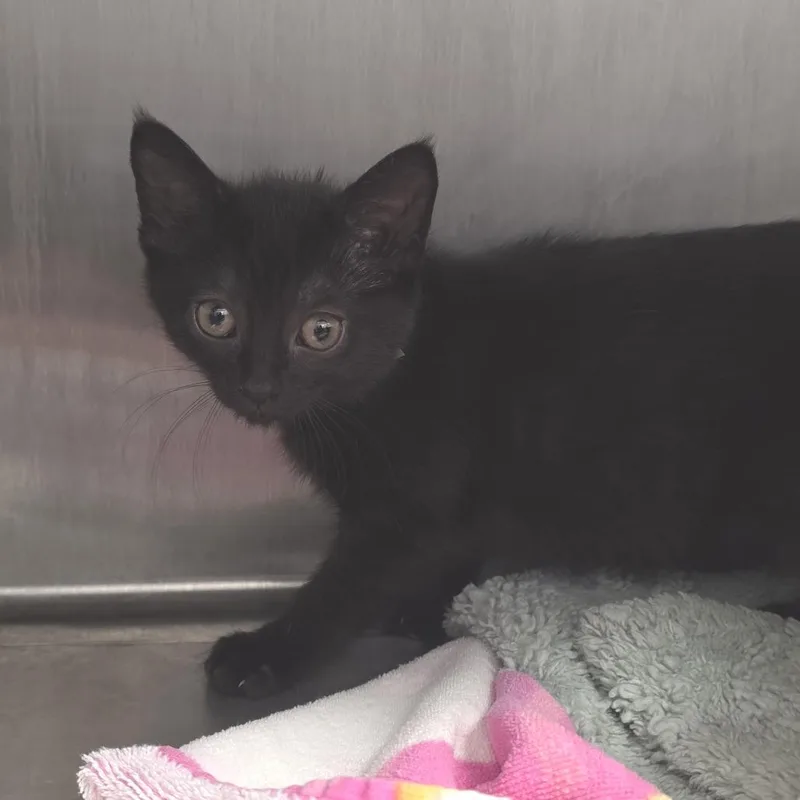Bagheera thumbnail 2