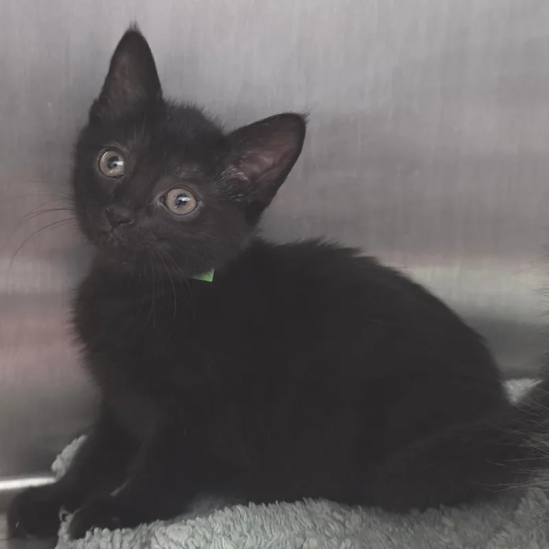 Bagheera thumbnail 3