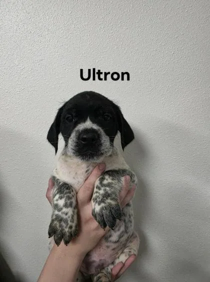 A baby medium-sized male Terrier dog named Ultron for adoption in Aberdeen, SD