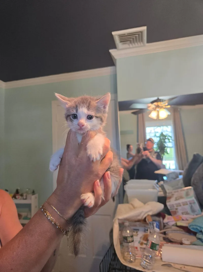 A baby medium-sized female Dilute Calico Domestic Short Hair cat named Willie for adoption in Clifton, NJ