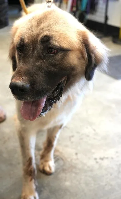 An adult extra large-sized male Anatolian Shepherd dog named Rowdy for adoption in Bowling Green, KY