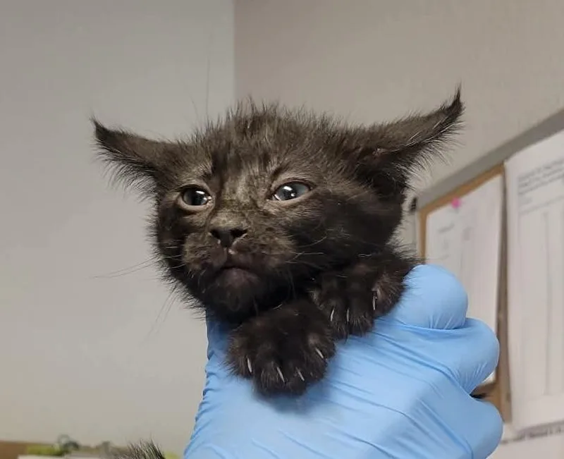 A baby medium-sized male Black Domestic Short Hair cat named Coal for adoption in Bolivar, MO