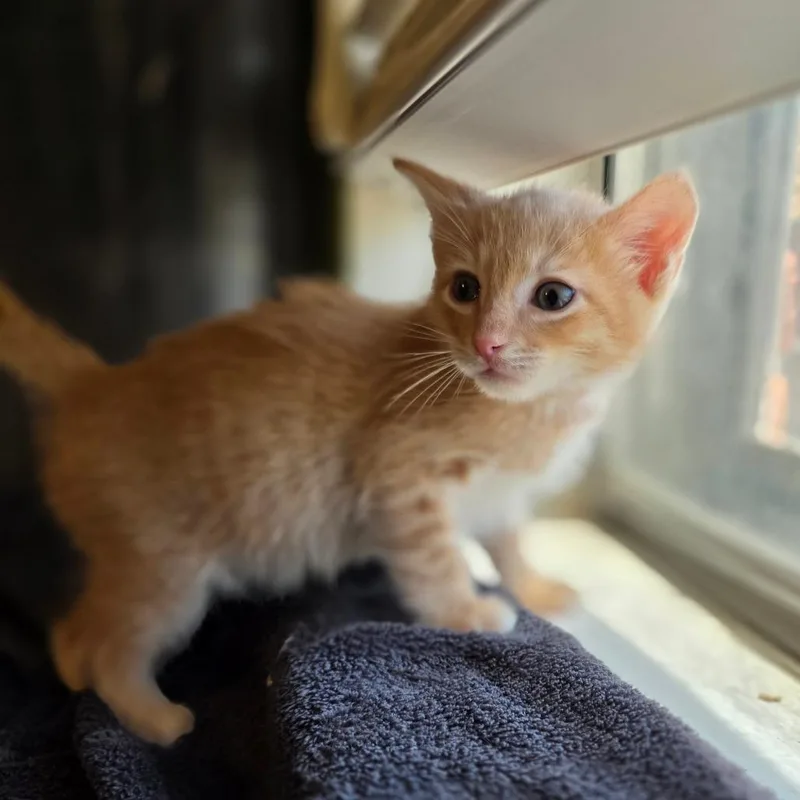 A baby small-sized male Orange / Red Domestic Short Hair cat named Blaze for adoption in Fort Worth, TX