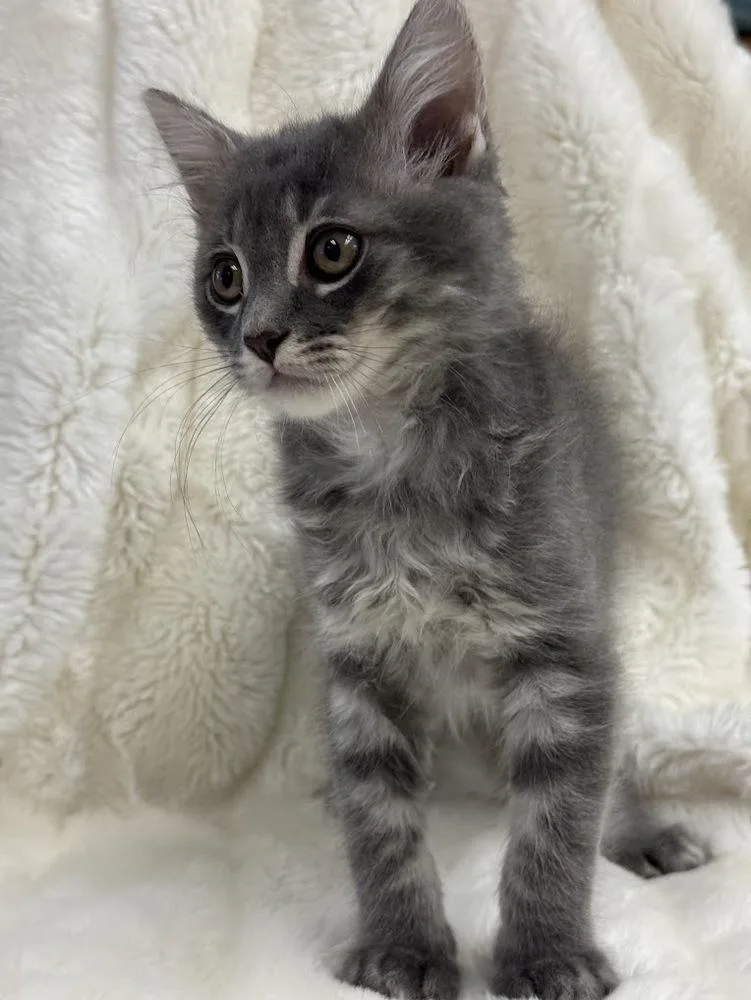 A baby small-sized female Domestic Long Hair cat named Dosa for adoption in Fremont, CA