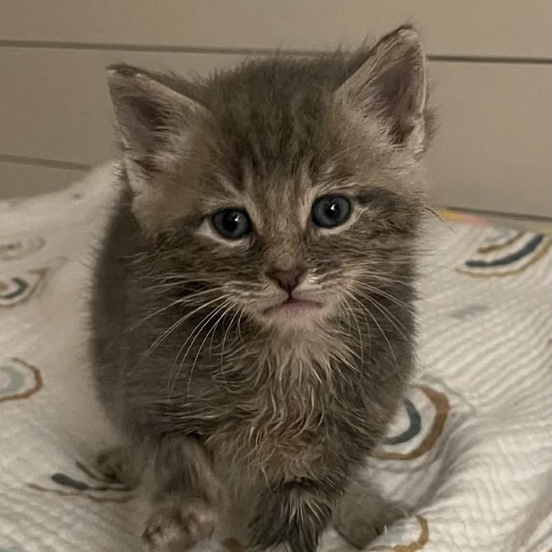 A baby small-sized male Gray / Blue / Silver Domestic Short Hair cat named Leonard for adoption in Frederick, MD