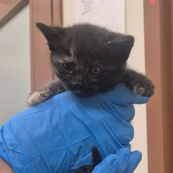 A baby small-sized female Orange / Red Domestic Short Hair cat named Akira for adoption in Upland, CA