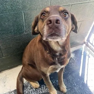 An adult large-sized male Labrador Retriever dog named Nutella for adoption in Danbury, CT