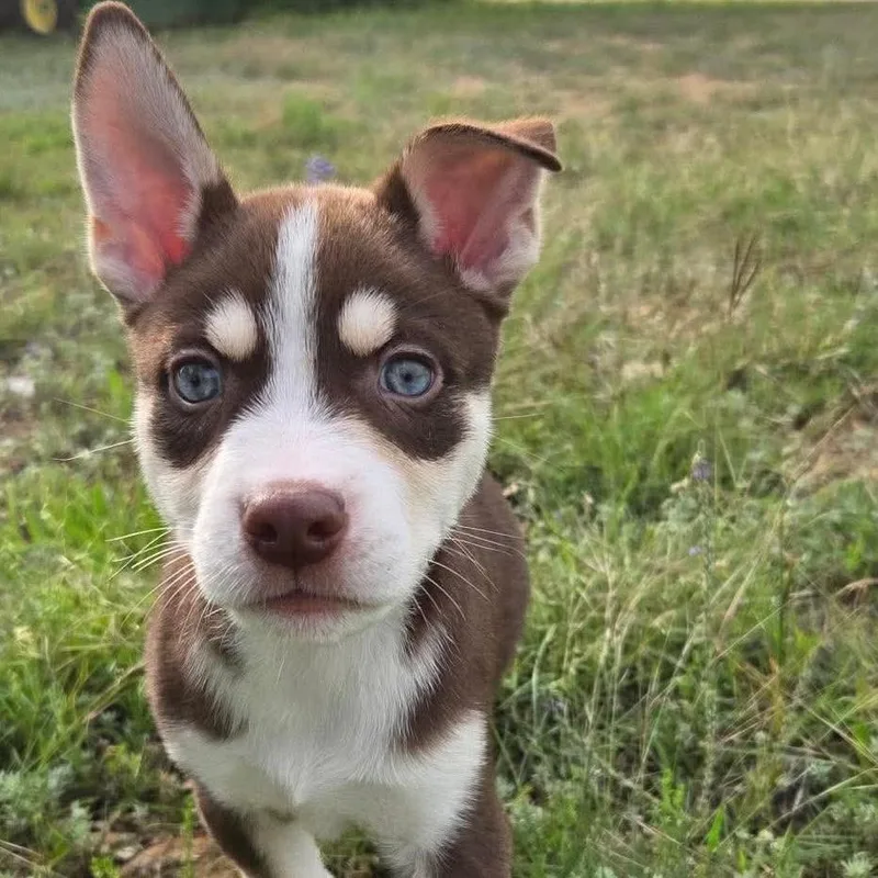 A baby medium-sized male Tricolor (Brown, Black, & White) Husky dog named Boone for adoption in Bryan, TX