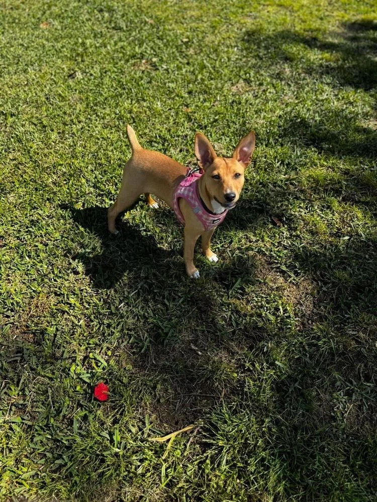 A baby small-sized female Brown / Chocolate Rat Terrier dog named Destiny for adoption in Windsor Locks, CT