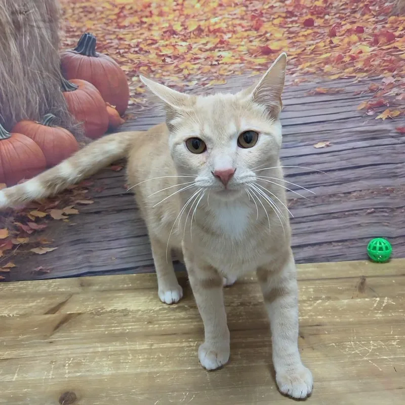 A young small-sized male Orange / Red Domestic Short Hair cat named Zen for adoption in Normal, IL