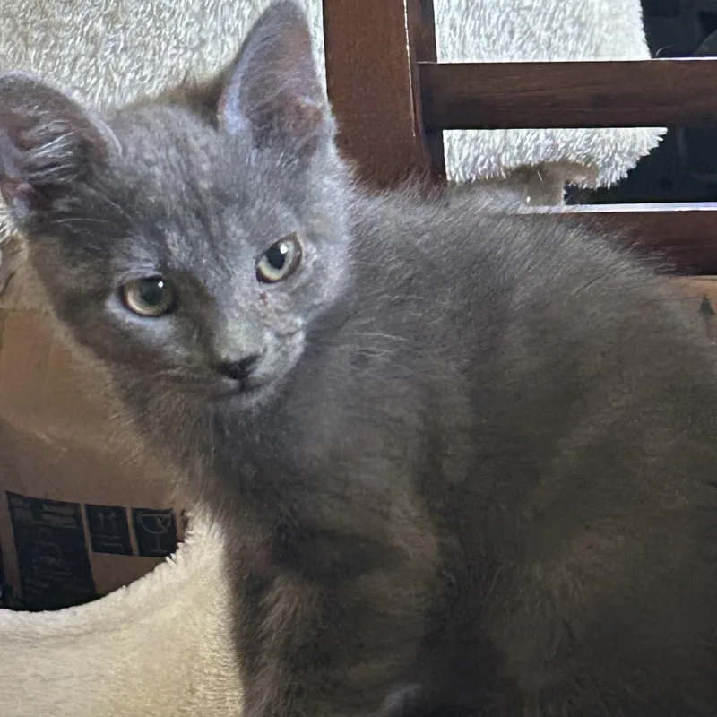 A baby small-sized male Russian Blue cat named Billy Bob for adoption in mount vernon, AR