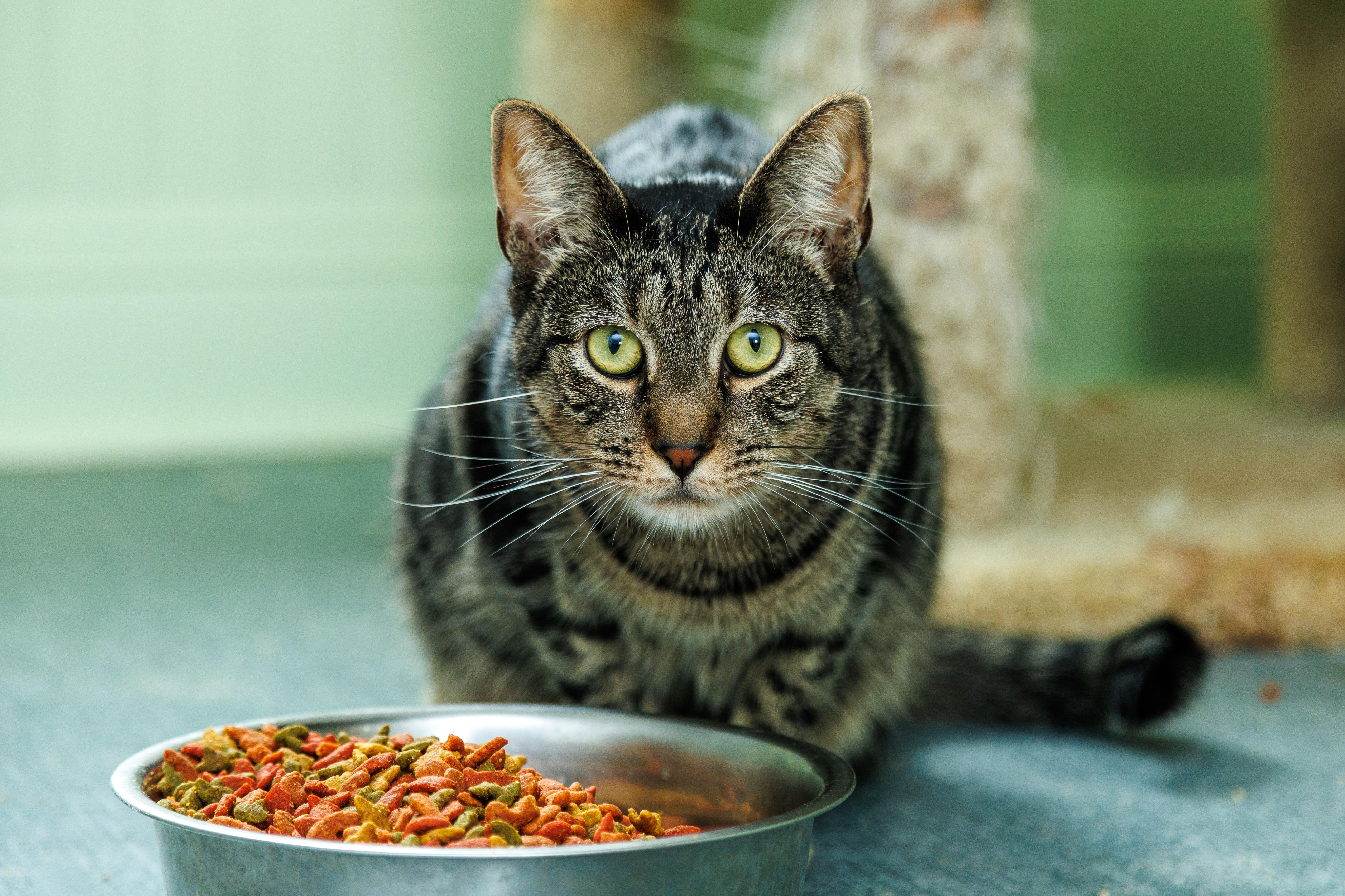 An adult large-sized female Domestic Short Hair cat named Jinx for adoption in Chester Springs, PA