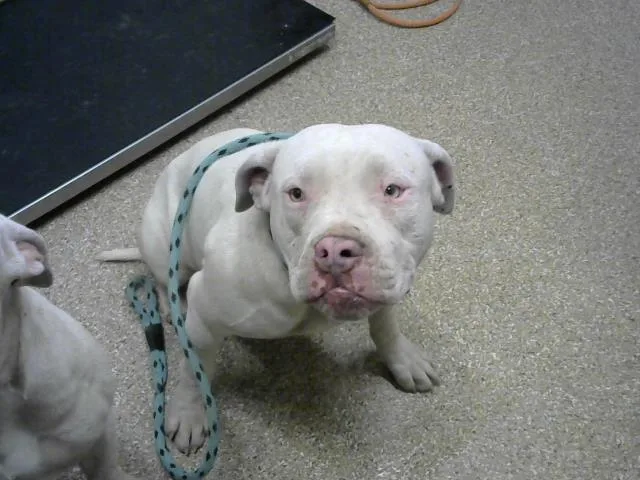 An adult large-sized female Pit Bull Terrier dog named Luna for adoption in Albuquerque, NM
