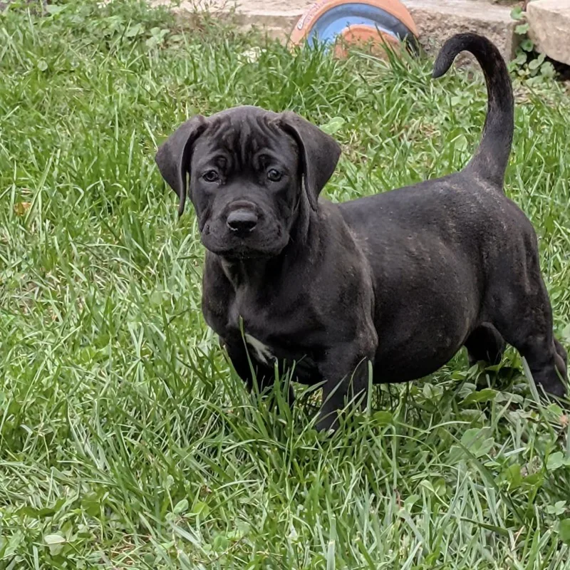 A baby large-sized female Cane Corso dog named Zion for adoption in China Township, MI