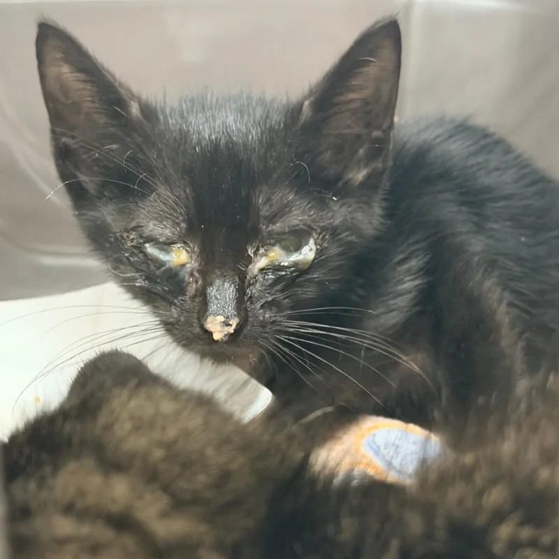 A baby small-sized male Black Domestic Short Hair cat named Extra Pickle for adoption in Indianapolis, IN