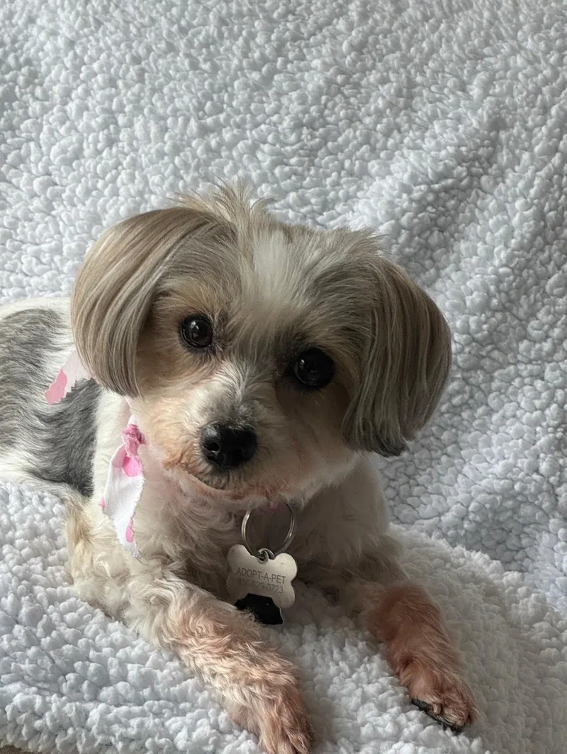 A senior small-sized female Shih Tzu dog named Sassy for adoption in Fenton, MI