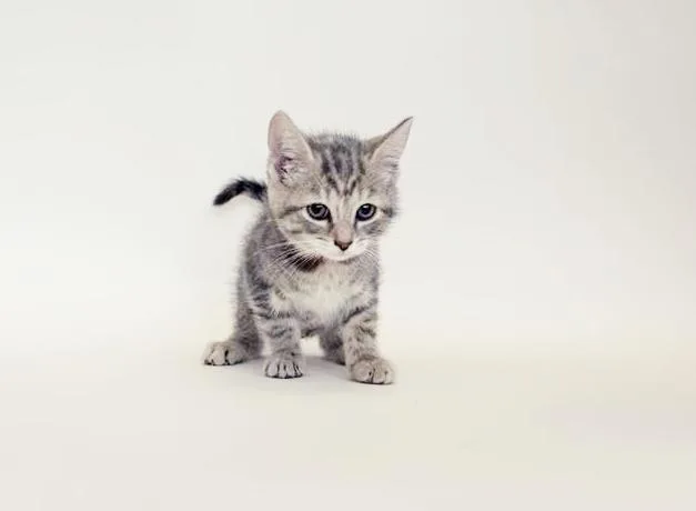 A baby small-sized female Domestic Short Hair cat named Faelin for adoption in Saint Louis, MO