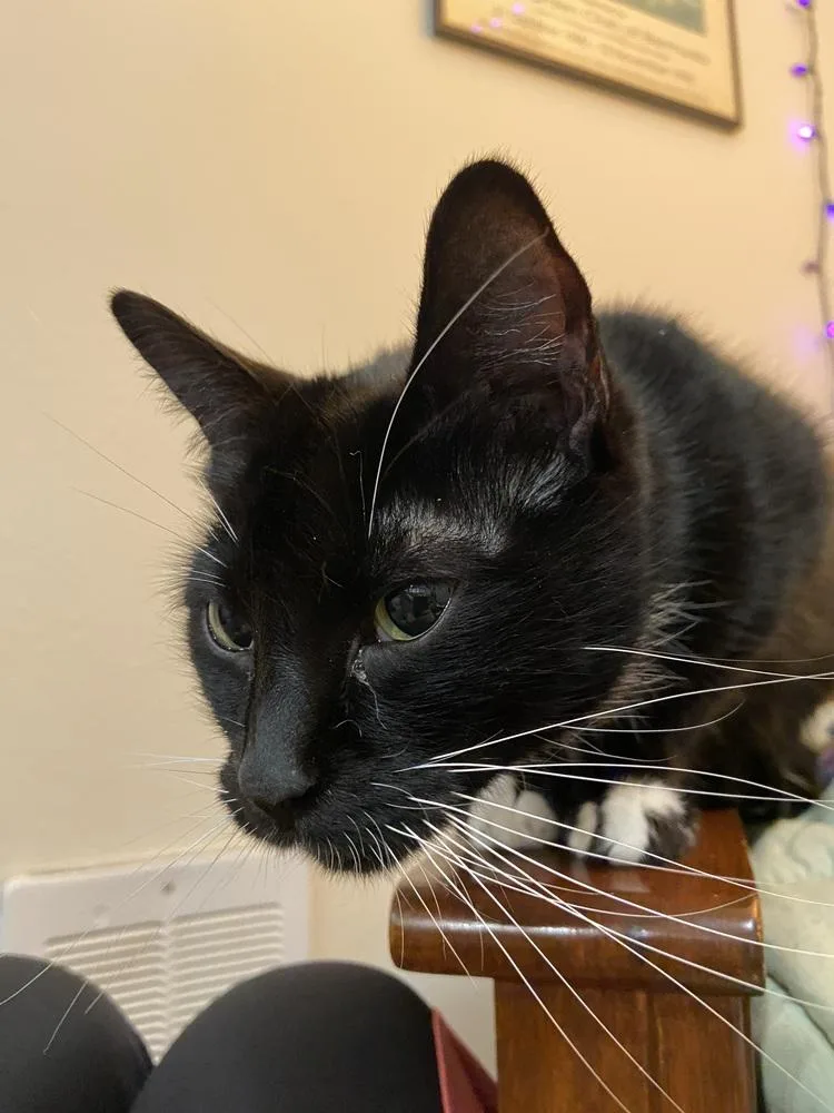An adult medium-sized female Domestic Short Hair cat named Patchouli for adoption in Bellingham, WA