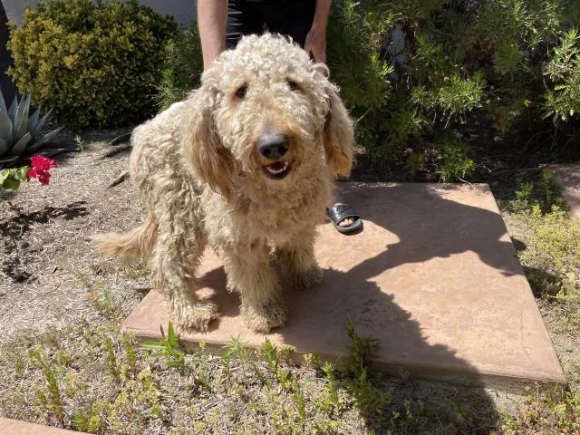 A young large-sized male Poodle dog named Goldie Hawn for adoption in Riverside, CA