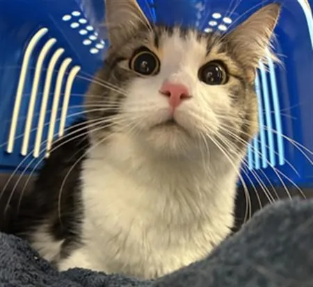 A young medium-sized male Domestic Long Hair cat named Habibi for adoption in Martinez, CA