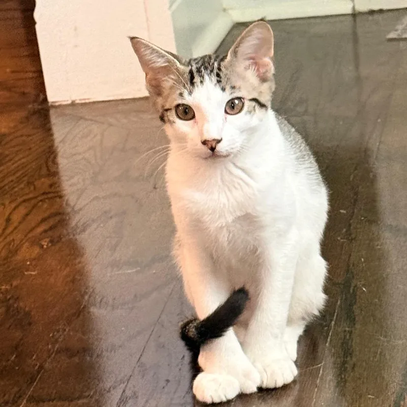 A baby small-sized male Gray / Blue / Silver Domestic Short Hair cat named PorkABob for adoption in Port Neches, TX