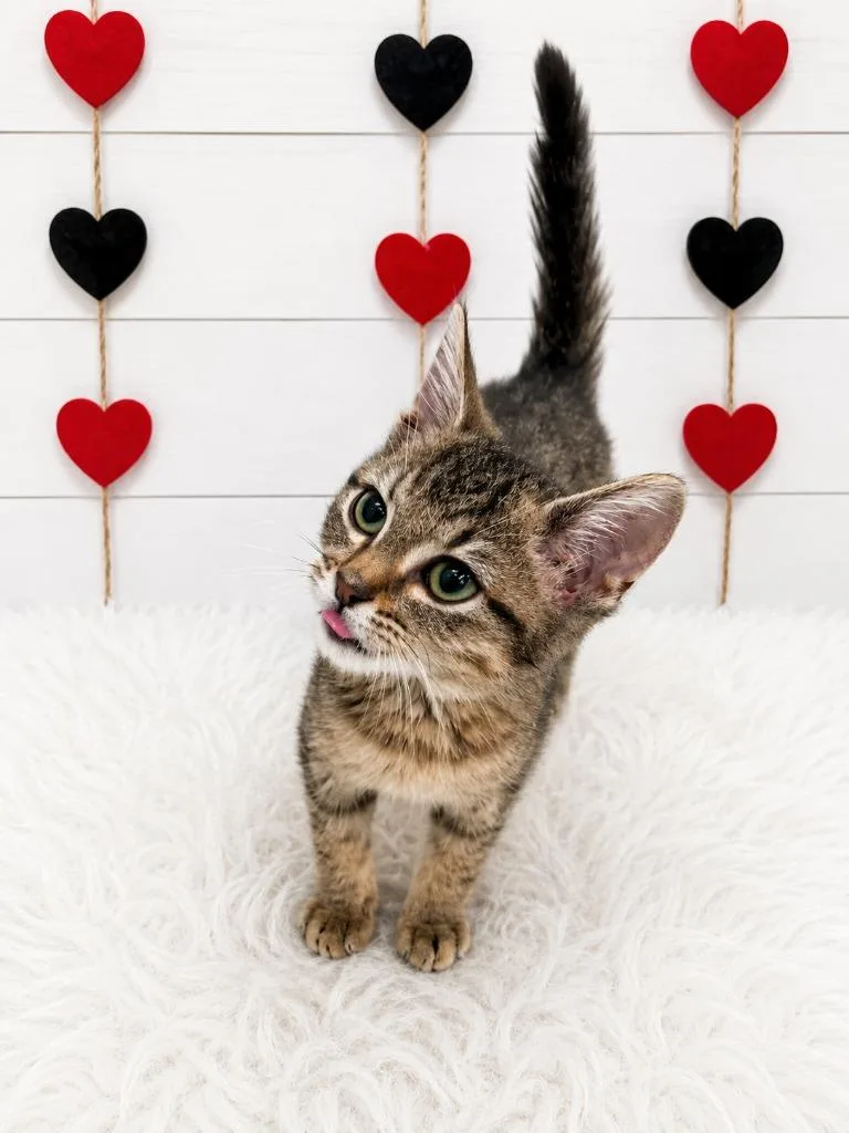 A baby small-sized male Domestic Short Hair cat named Beryl for adoption in Corpus Christi, TX