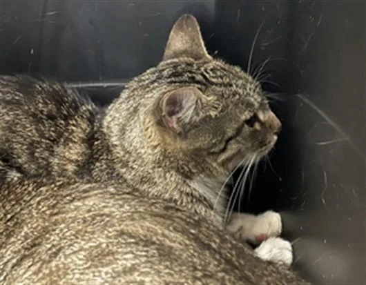 A young medium-sized female Domestic Short Hair cat named Raqui for adoption in Derwood, MD