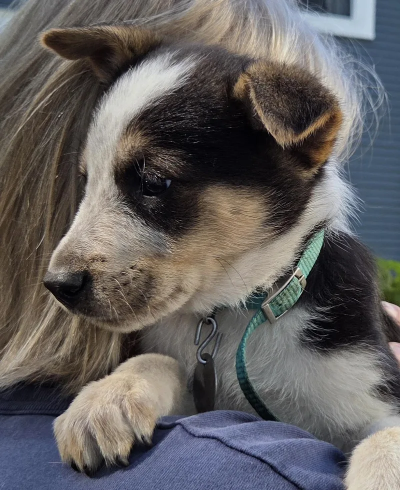 A baby medium-sized male Tricolor (Brown, Black, & White) Australian Shepherd dog named Tracker for adoption in Saint Paul, MN