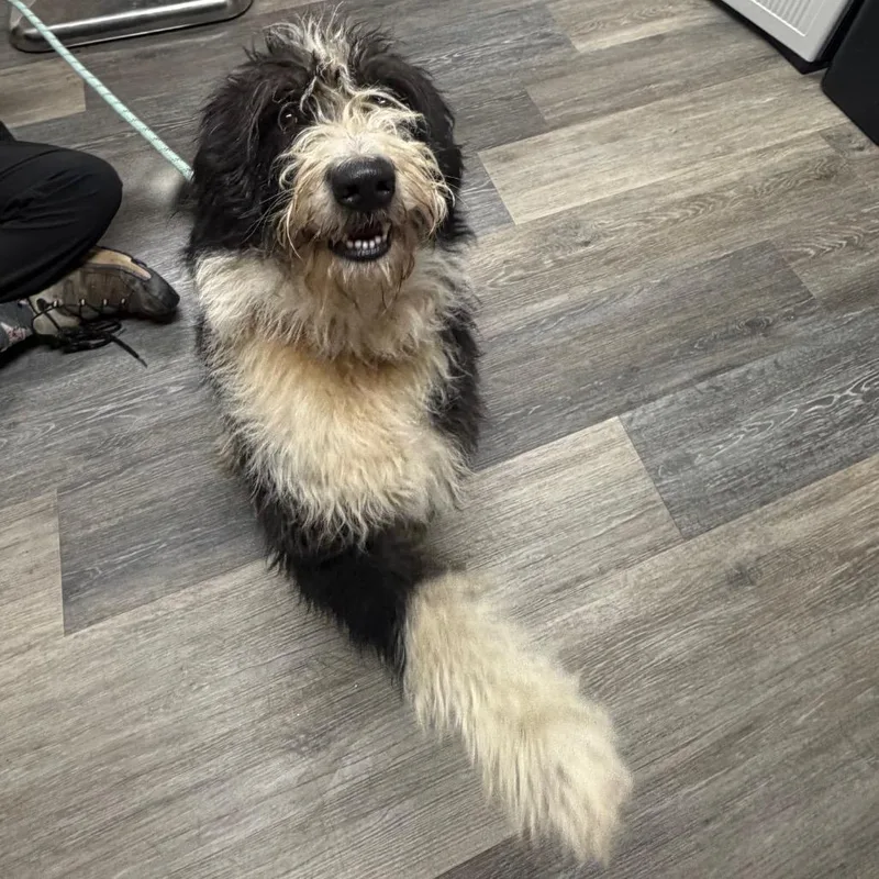 An adult medium-sized male Standard Poodle dog named Milo for adoption in Pensacola, FL