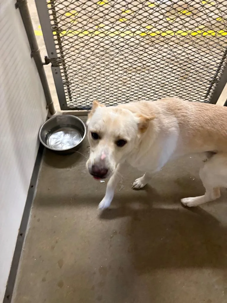 Charliey thumbnail 2