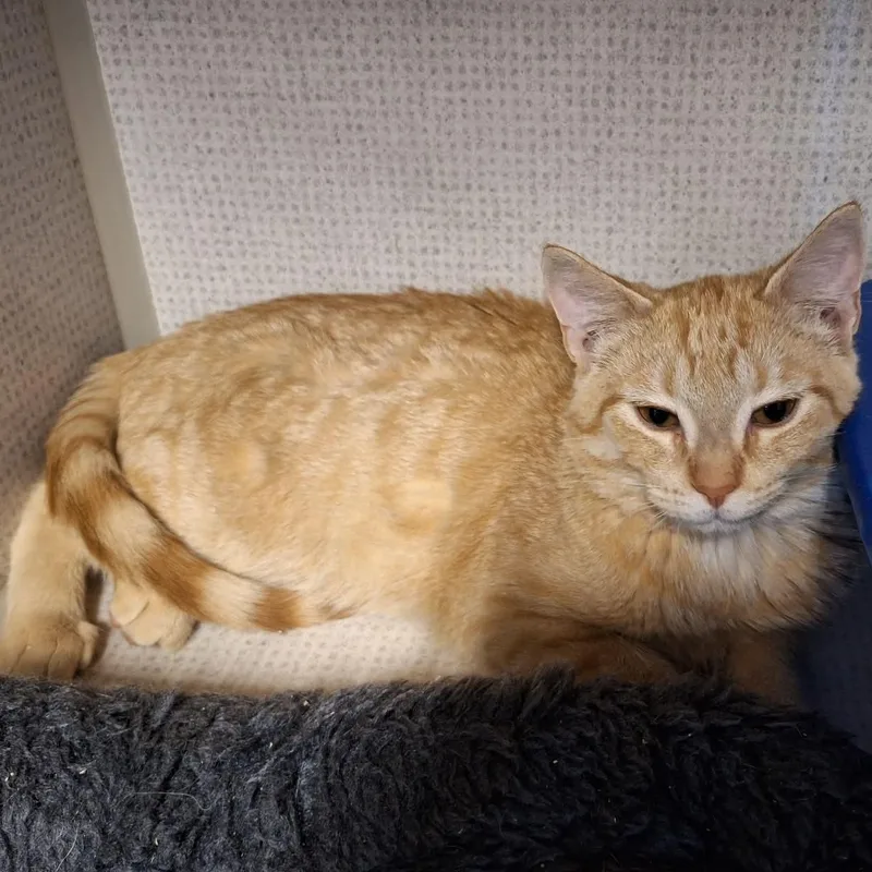 A young small-sized male Tabby (Orange / Red) Domestic Short Hair cat named Tiger for adoption in St. Maries, ID