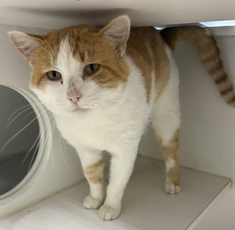 An adult large-sized male Orange & White Domestic Short Hair cat named Chuck for adoption in Rochester, IN