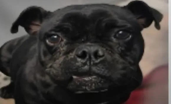 Pariza Wat thumbnail 2