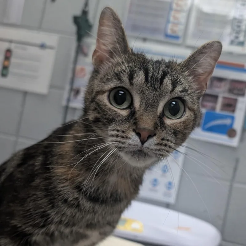 A young medium-sized female Domestic Short Hair cat named Cinnamon for adoption in West Olive, MI
