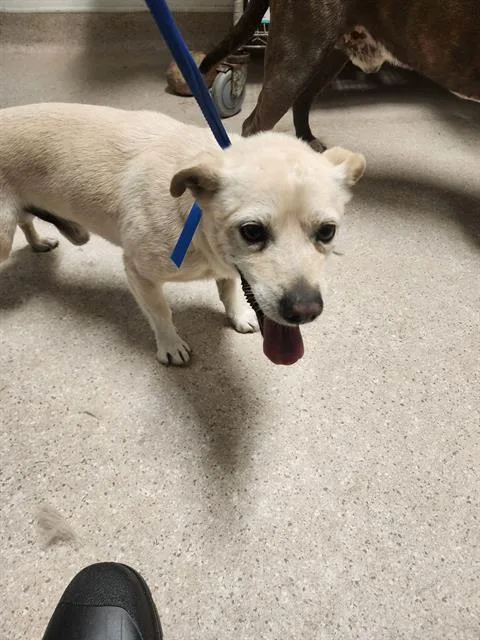 An adult small-sized male White / Cream Chihuahua dog named Thor URGENT for adoption in Thousand Oaks, CA