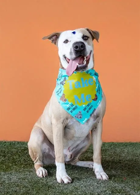 An adult large-sized male American Staffordshire Terrier dog named Rocco for adoption in Miami, FL