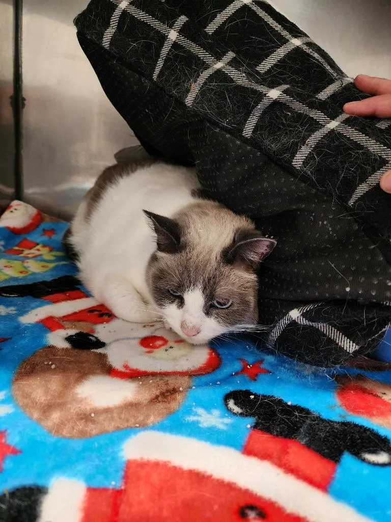 An adult medium-sized male Domestic Short Hair cat named Ty for adoption in Virginia, MN