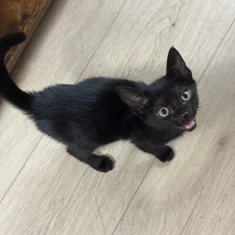 A baby small-sized female Black Domestic Short Hair cat named Cola for adoption in Middle Village, NY