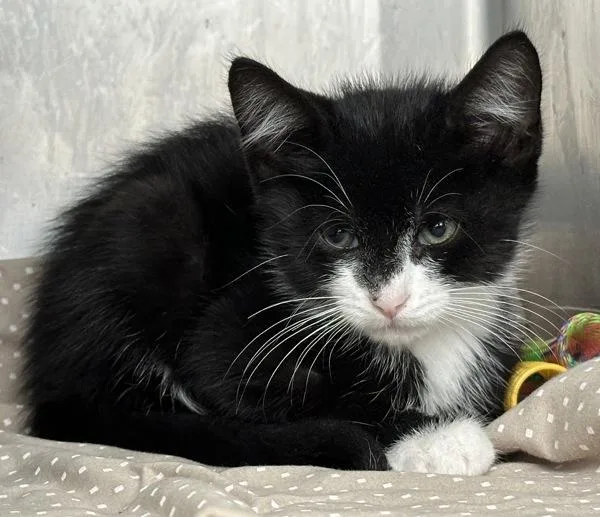 A baby small-sized male Domestic Short Hair cat named Mango for adoption in Staten Island, NY