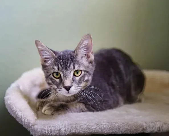 A baby medium-sized male Tabby (Gray / Blue / Silver) Tabby cat named Smokey for adoption in Waxahachie, TX