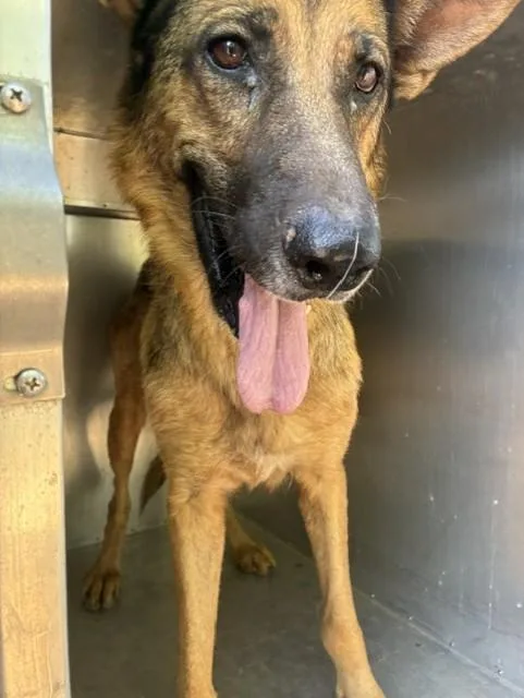 A young large-sized female German Shepherd Dog dog named Pumpkin for adoption in Phoenix, AZ