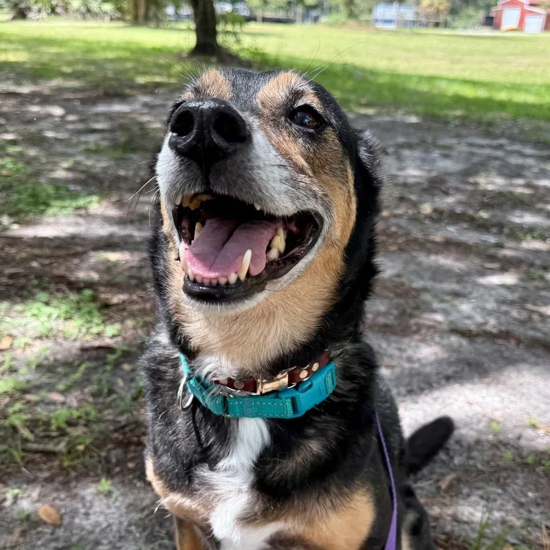 An adult medium-sized female Black Mixed Breed dog named Fitz for adoption in Parrish, FL