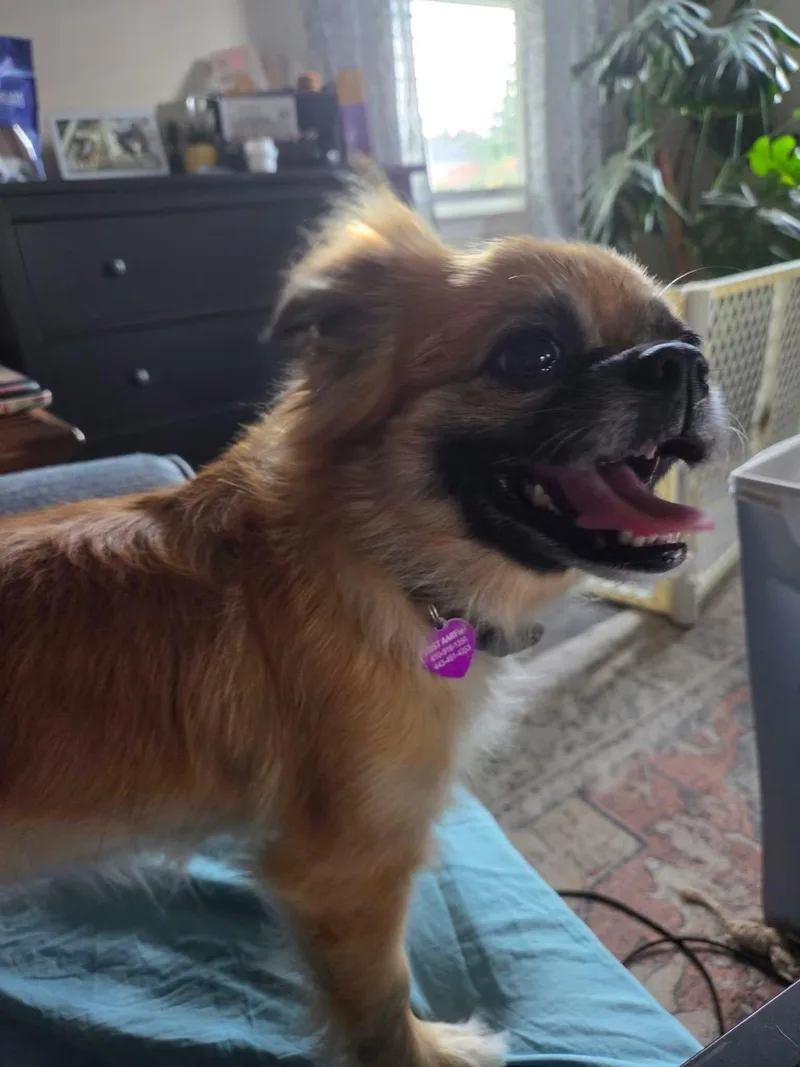 An adult small-sized female Pomeranian dog named Winnie for adoption in Baltimore, MD