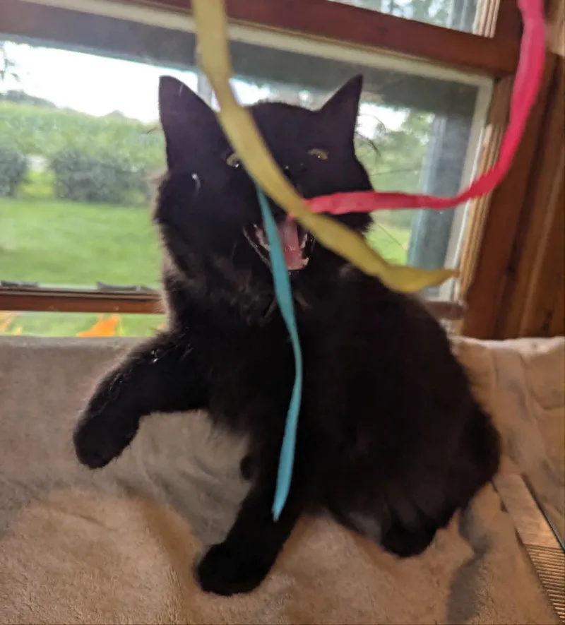 A baby medium-sized male Black Domestic Long Hair cat named Dan for adoption in Little Falls, MN
