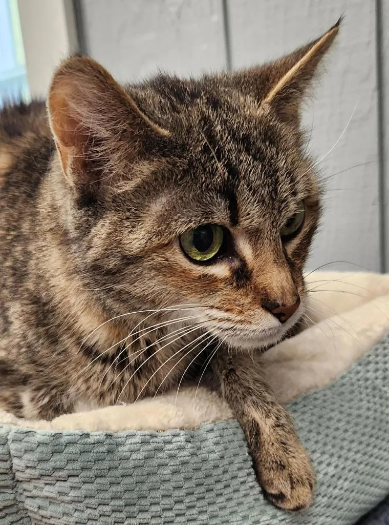 A young medium-sized female Domestic Short Hair cat named Luna for adoption in Warren, MI
