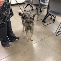 An adult medium-sized male Gray / Blue / Silver Keeshond dog named Cash for adoption in York, PA