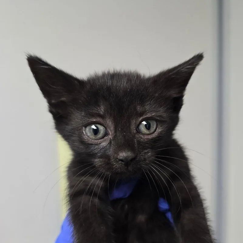 A baby small-sized female Black Domestic Short Hair cat named Olive for adoption in Concord, NC